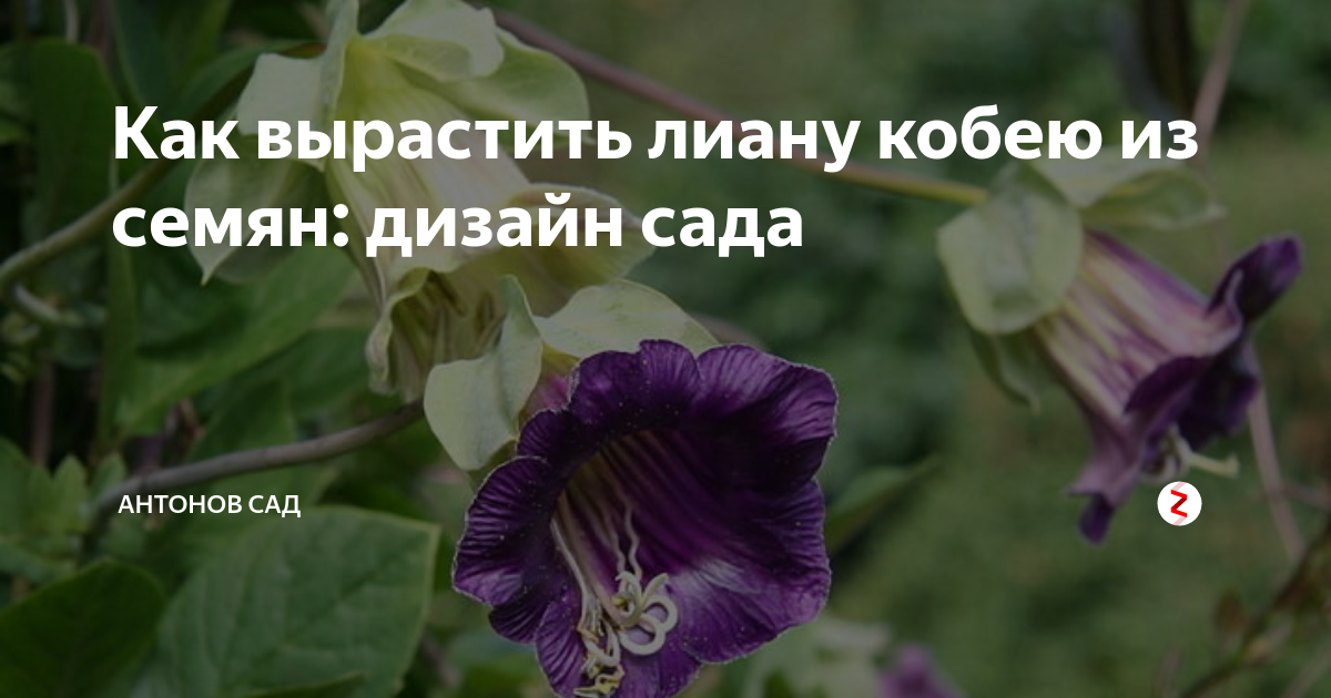Кобея: выращивание из семян в домашних условиях :: syl.ru