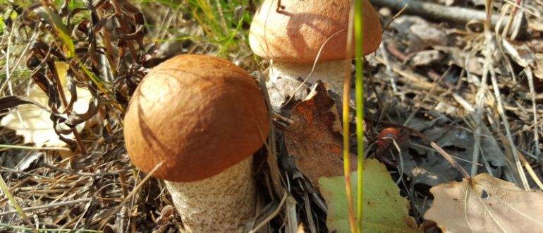 За какое время вырастает гриб. грибы после дождя | дачная жизнь