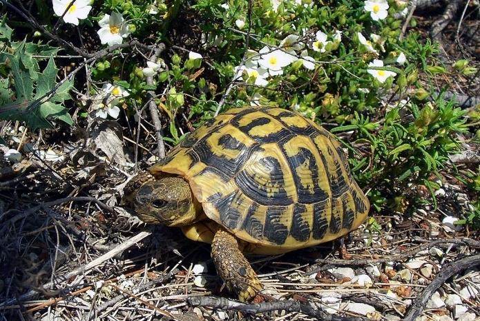 Как вырастить сухопутную черепаху до гигантских размеров?