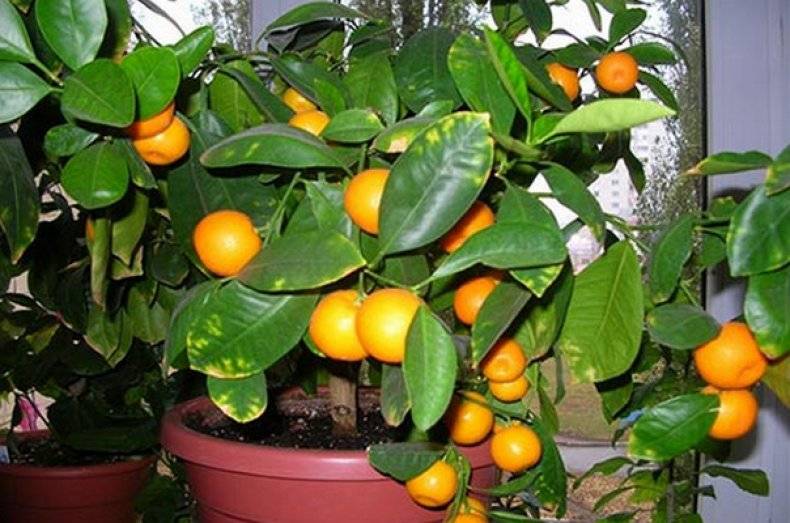 Как вырастить апельсиновое дерево из косточки в домашних условиях