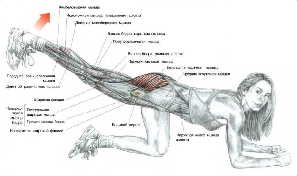Как качать косые мышцы бедра