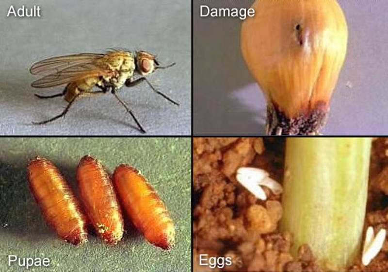 Луковая муха: как с ней бороться химическими и народными средствами, чем обработать