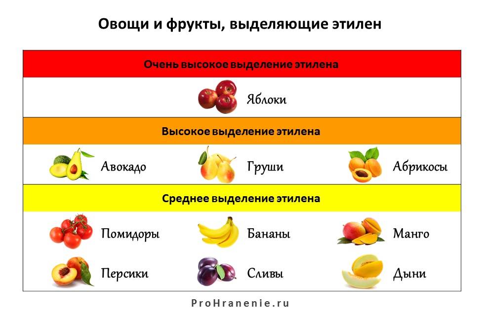 Правила хранения овощей в овощехранилищах