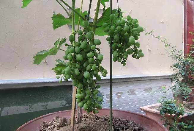 Как вырастить виноград из косточки в домашних условиях: 105 фото и советы как ухаживать за виноградом