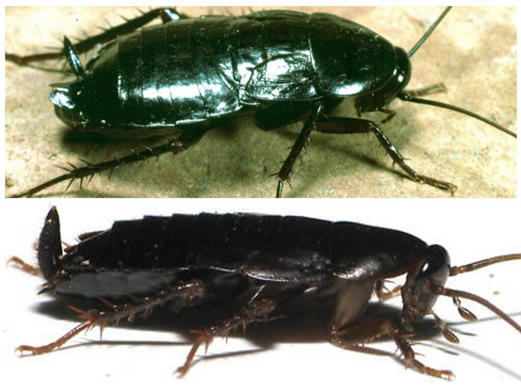 Как избавиться от больших чёрных тараканов в квартире