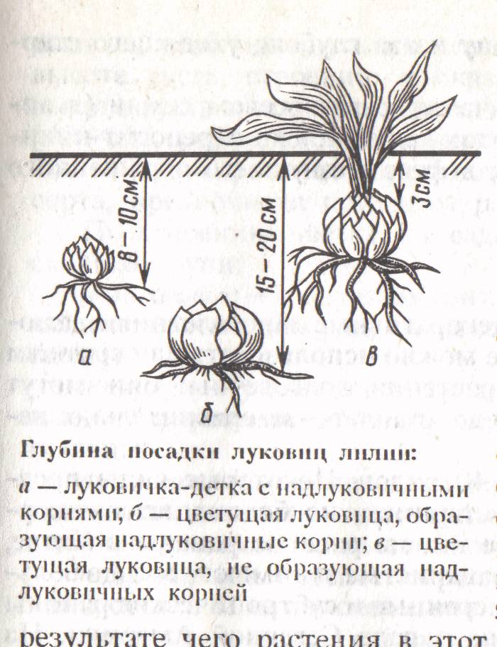 Схема и глубина посадки