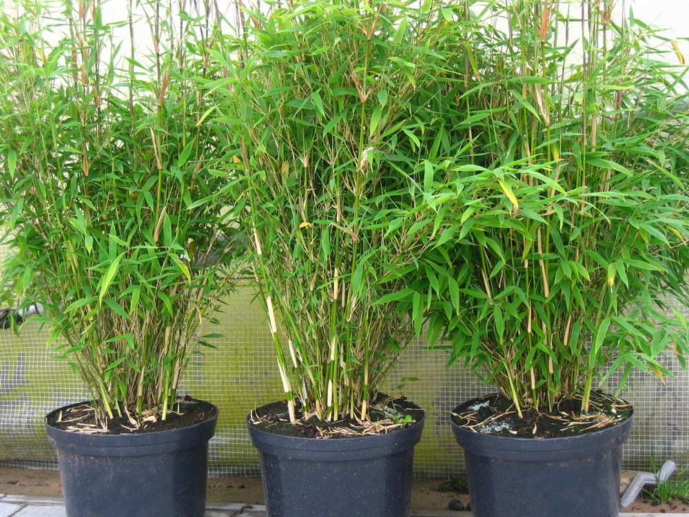 Комнатный бамбук: фото, феншуй, как быстро растет дома, как цветет, виды, как выглядит, как закрутить, приметы и суеверия, полезные свойства