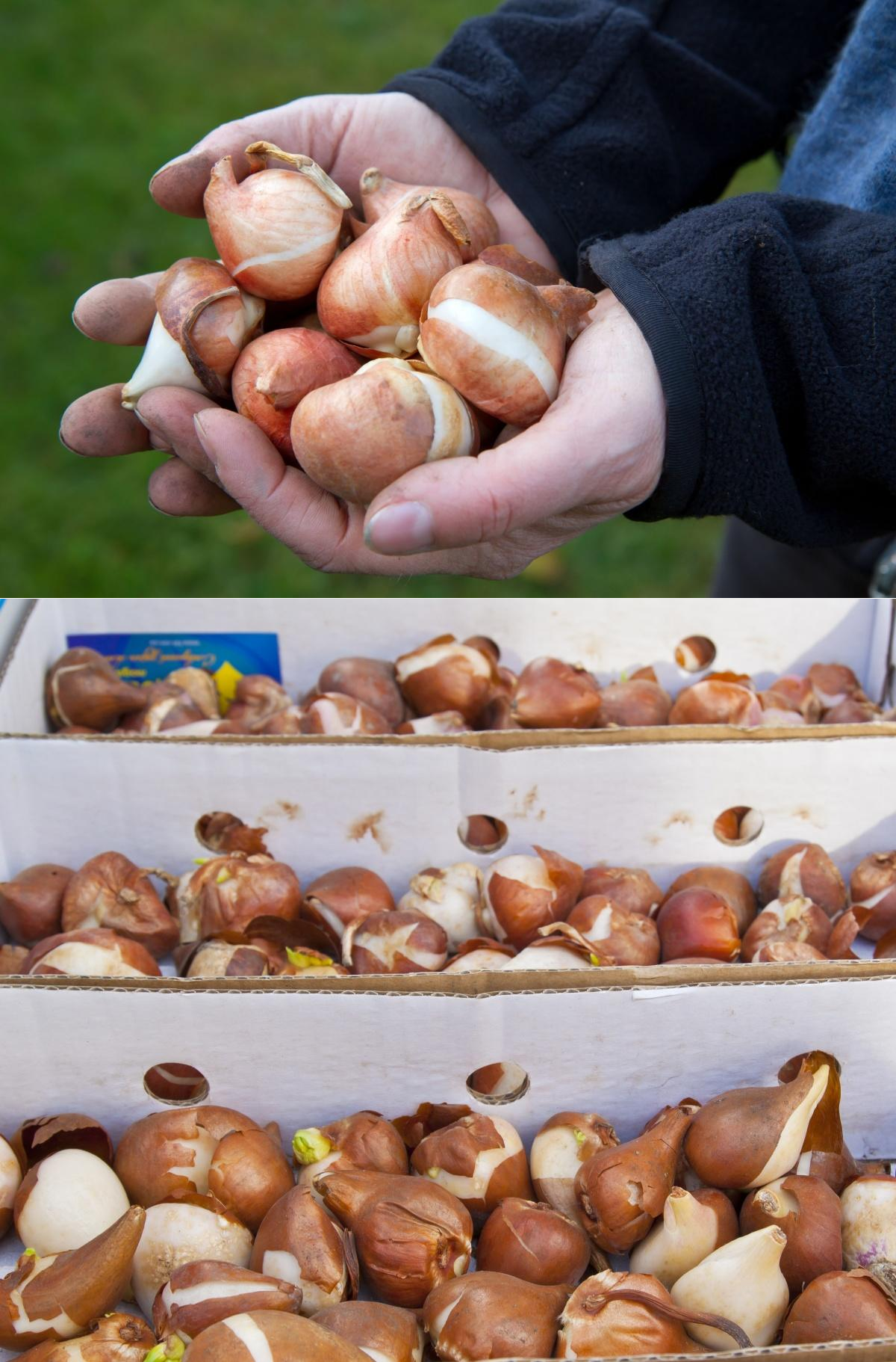 Гладиолусы: хранение луковиц на зиму
