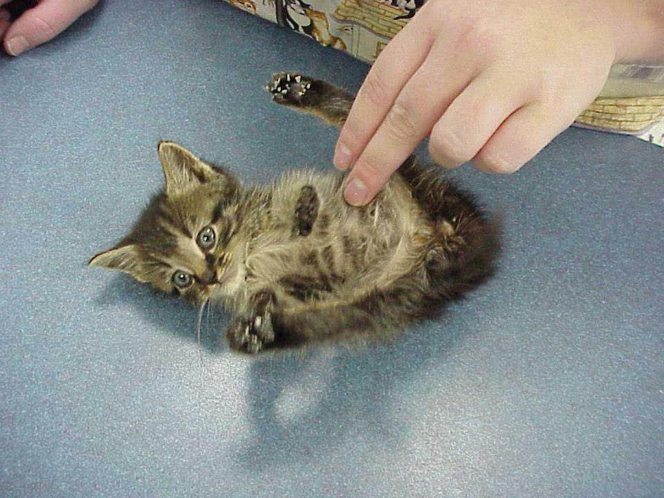 Как определить и вылечить глисты у кошек и котят