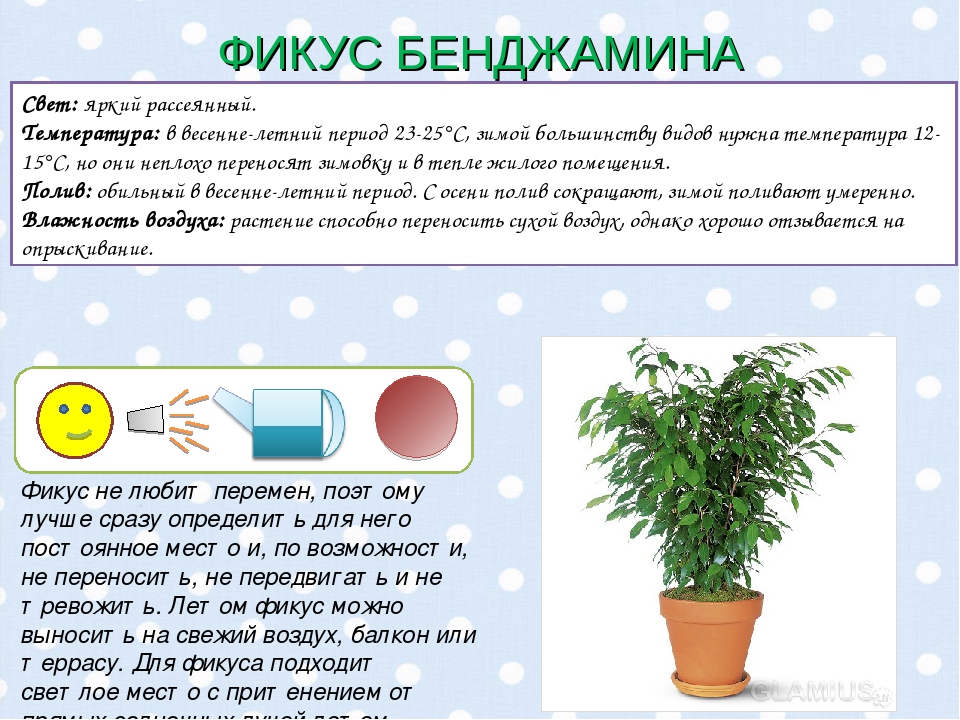 Фикус наташа: как правильно ухаживать в домашних условиях