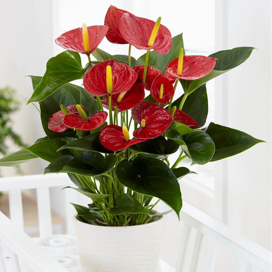 Цветок антуриум красный как ухаживать в домашних условиях фото