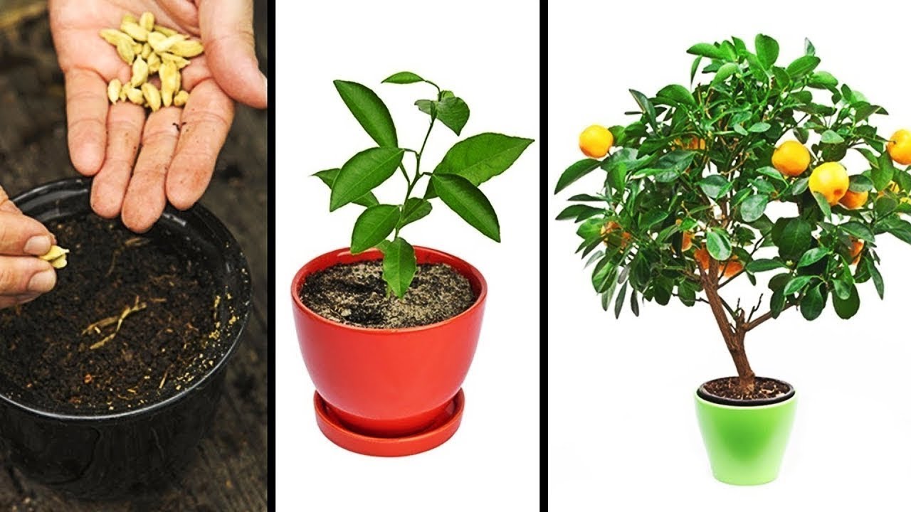 Мандариновое дерево: пересадка и уход за растением