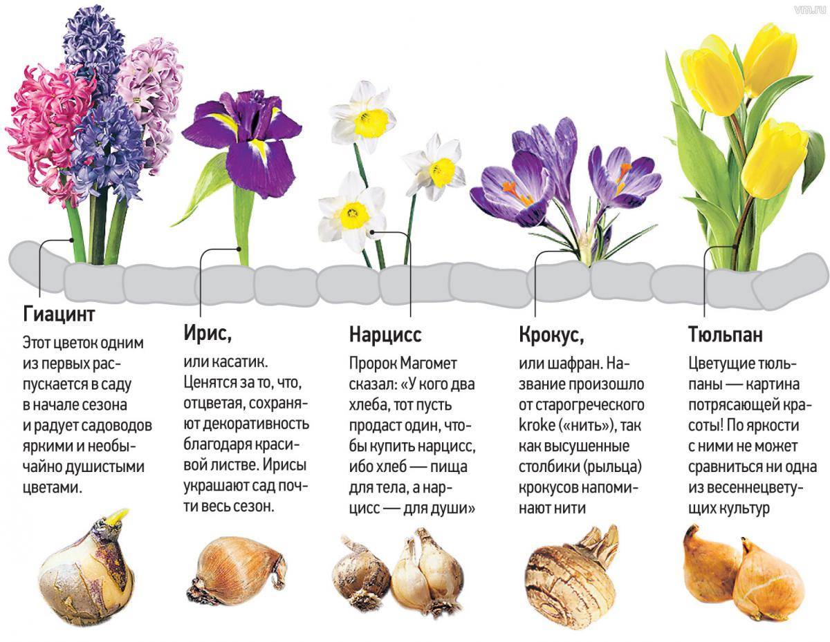 Схема высадки тюльпанов