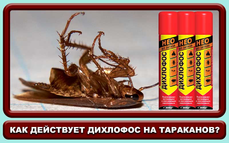 Дихлофос от тараканов: как правильно травить