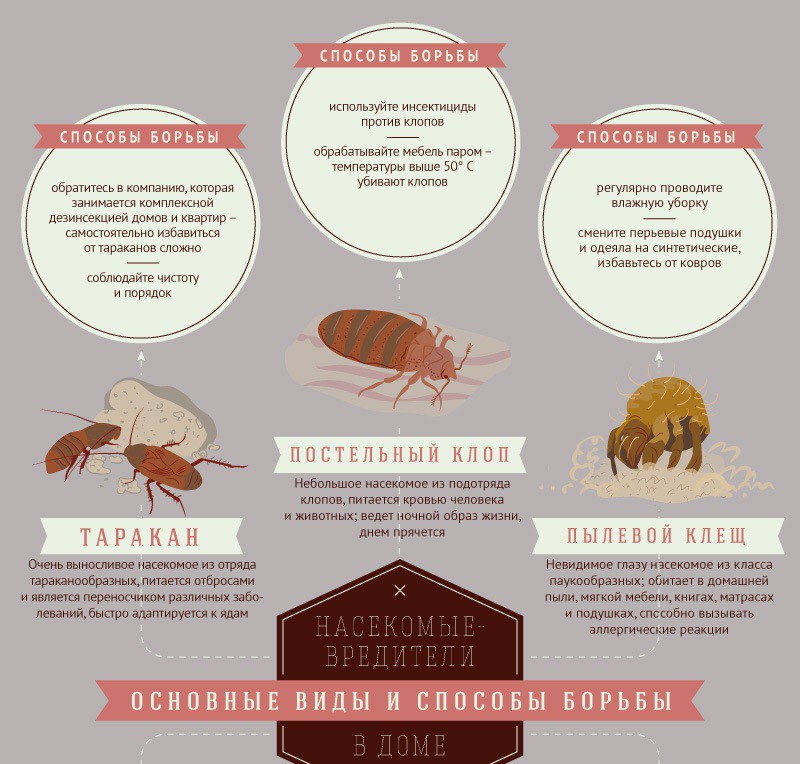 Фото и названия домашних насекомых: какие паразиты могут завестись в квартире и частном доме и как с ними бороться?