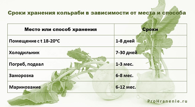 ᐉ как сохранить капусту кольраби на зиму в домашних условиях? - zooon.ru