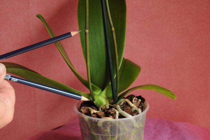 Как правильно обрезать орхидею после цветения в домашних условиях?