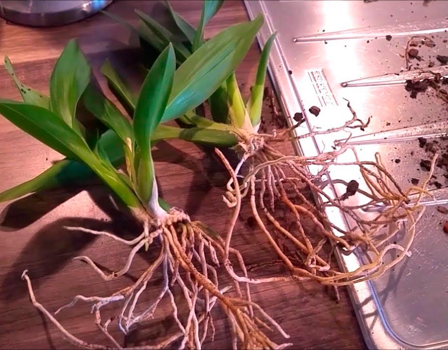 Как посадить орхидею: правила посадки и ухода за растением