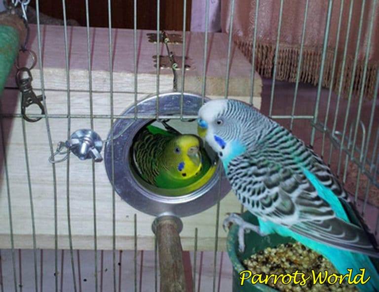 Как размножаются волнистые попугаи в домашних условиях?