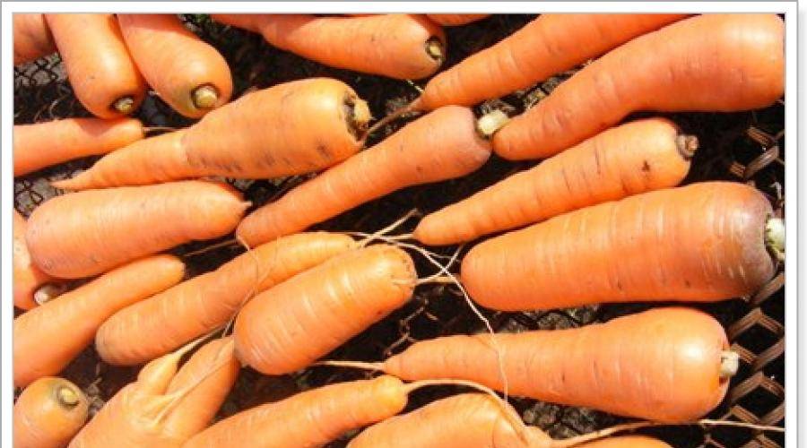Как хранить морковь в погребе зимой: полезные советы