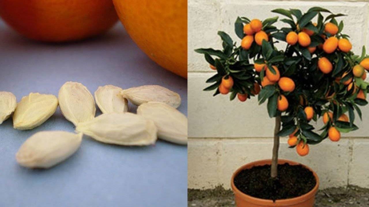Фруктовая оранжерея: как вырастить апельсин из косточки в домашних условиях с плодами, посадка и уход, фото