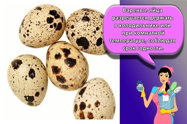 Cрок годности яиц: вареных, куриных, в холодильнике сырых, перепелиных, домашних | срок годности