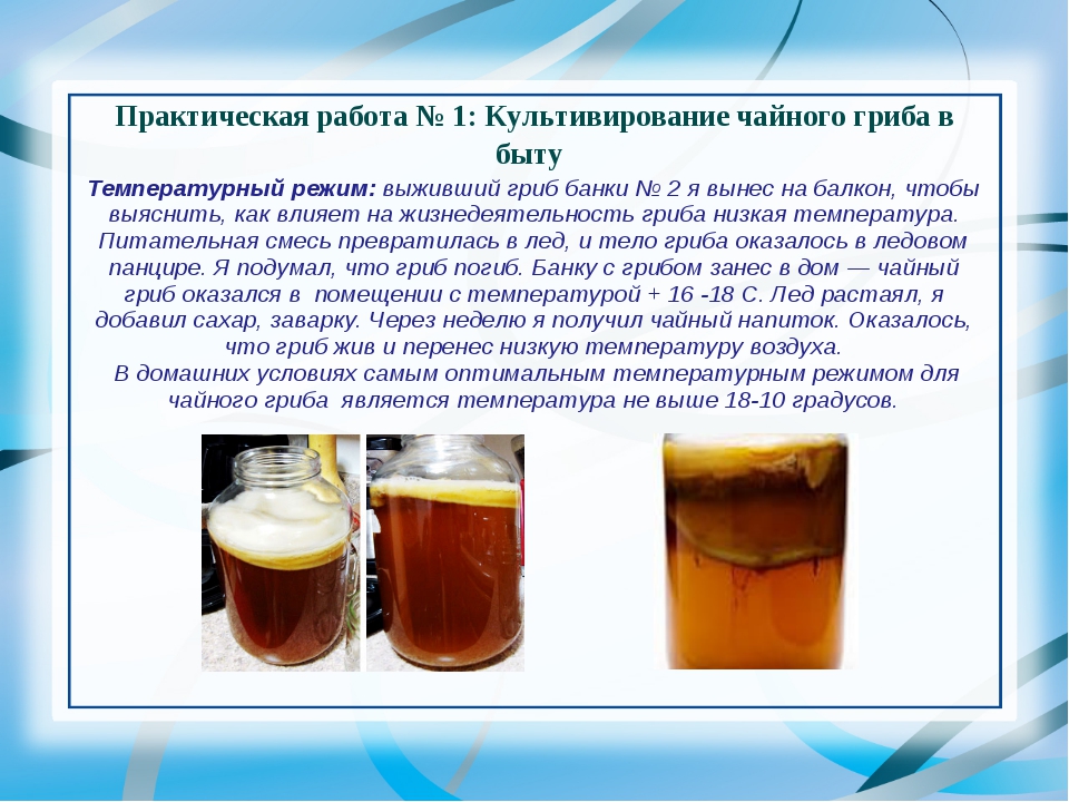 Как делать чайный гриб в домашних условиях в банке 3 литра рецепт с фото