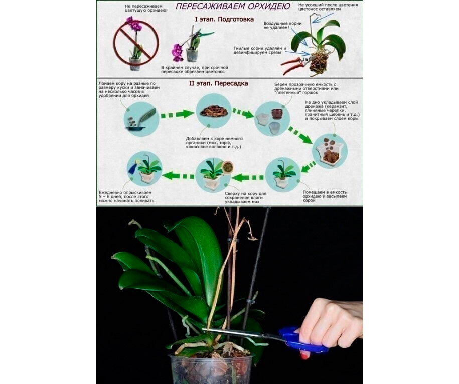 Орхидея камбрия: описание сорта и уход в домашних условиях, фото посадки и пересадки cambria и размножения, возможные болезни. камбрия микс