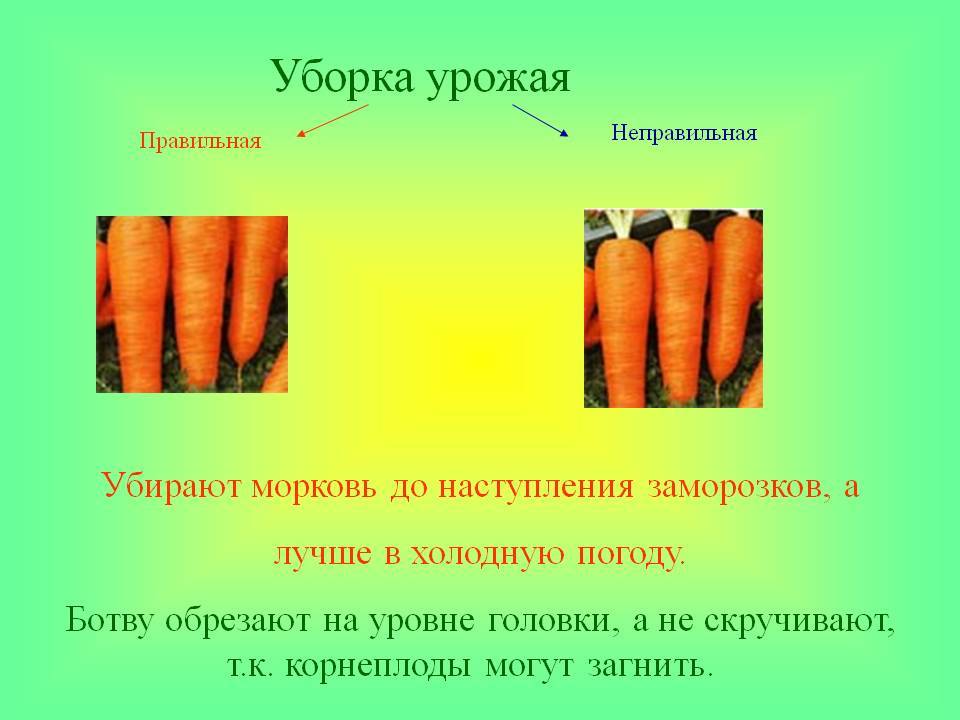 Когда выкапывать морковь с грядки осенью и как ее хранить