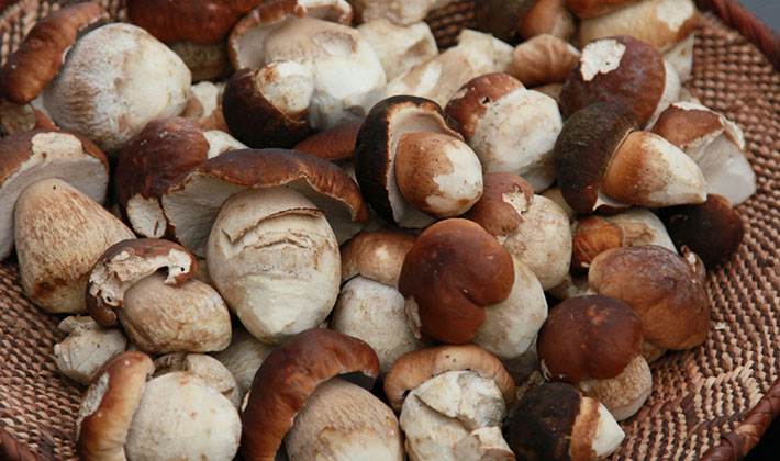 Как замораживать белые грибы: правильные рецепты