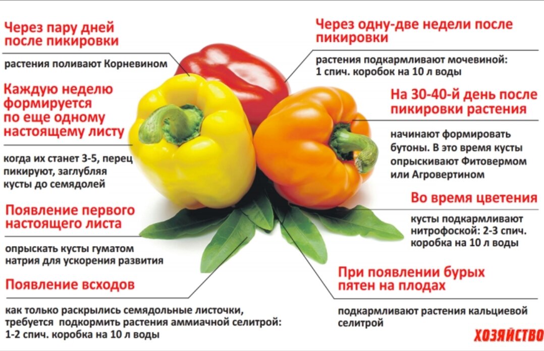 Как выбрать перец болгарский для салатов