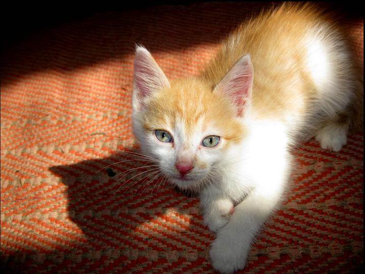 Как назвать рыжего котенка: мальчика и девочку. выбор красивой и прикольной клички для вашего питомца. популярные имена для котят. имя для рыжей кошки