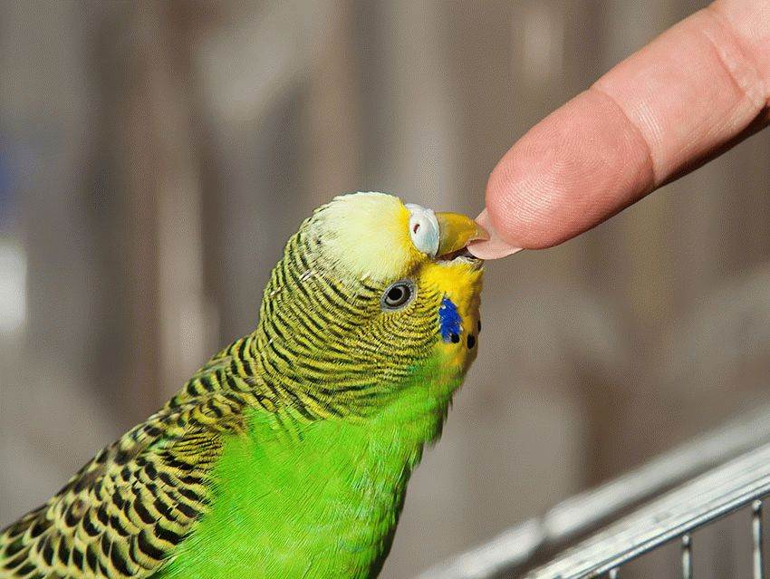 Популярные имена для попугаев: как выбрать подходящее?
