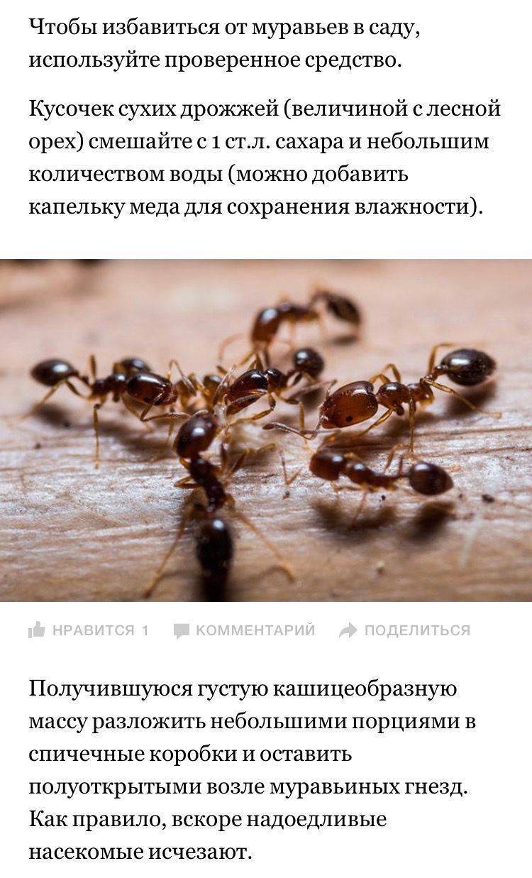 Как избавиться от муравьев в доме
