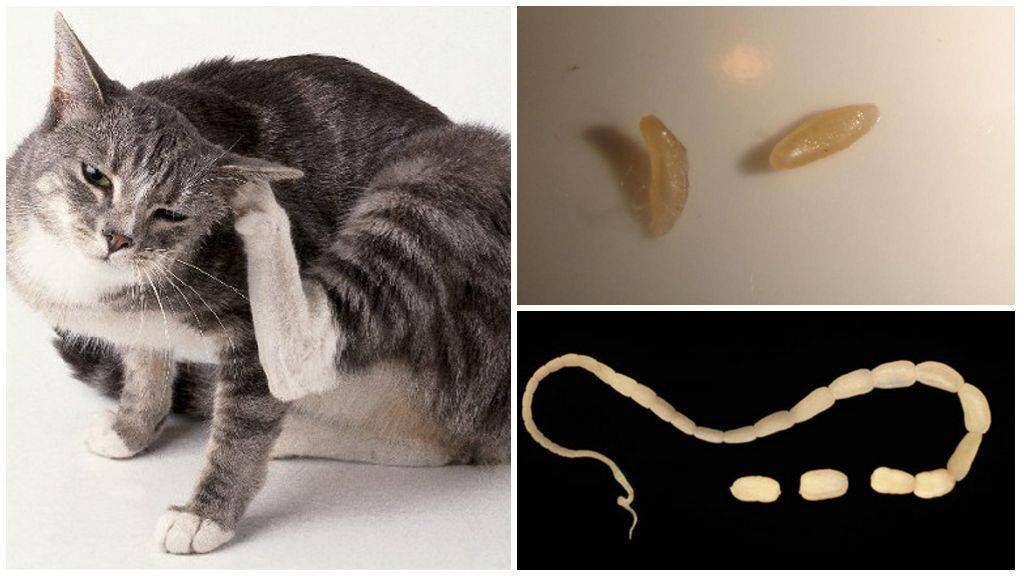 Глисты у кошек: виды, фото и локализация гельминтовветлечебница рос-вет
