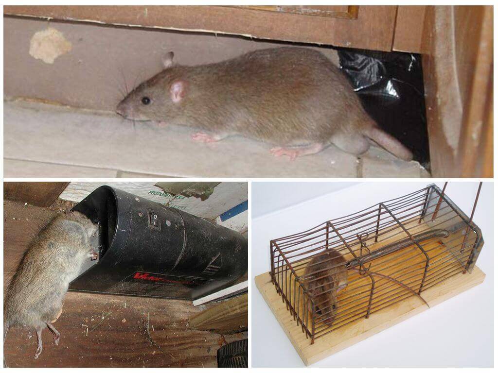 Борьба с крысами в сарае и гараже химией и народными средствами - способы и советы