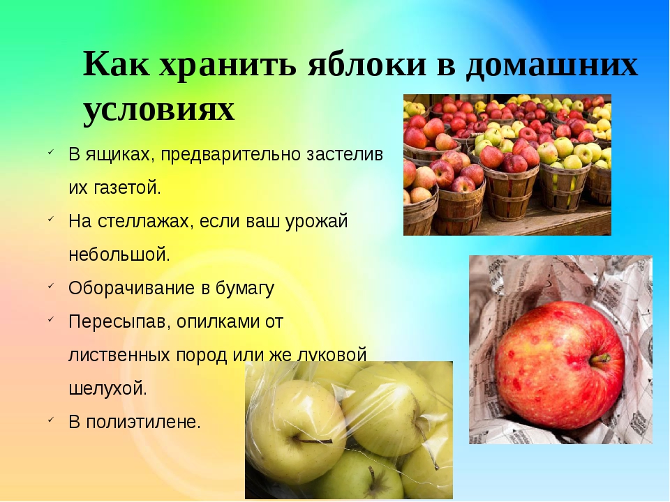 Как сохранить урожай яблок до нового года?