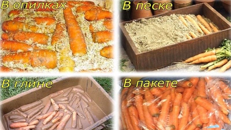 Как лучше хранить морковь в погребе зимой до весны » важные правила + предостережения + фото + видео