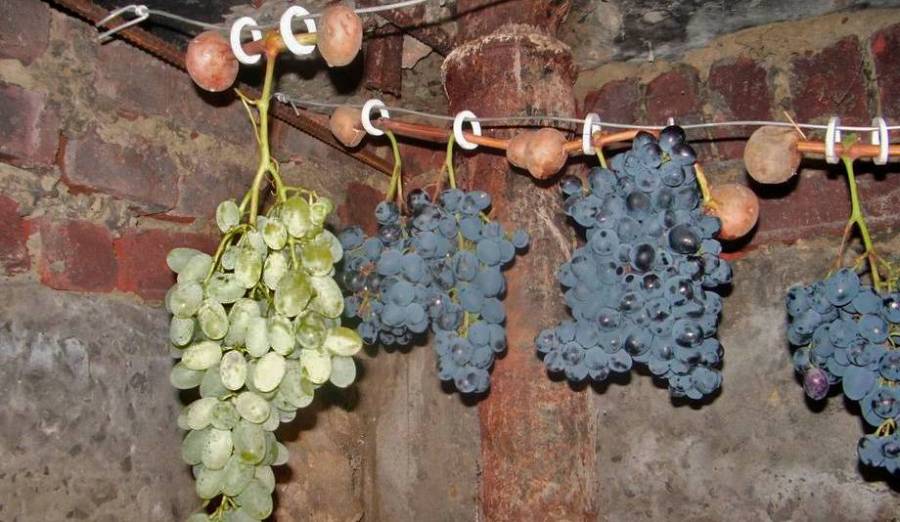 Длительное хранение свежего винограда, простые и доступные методы