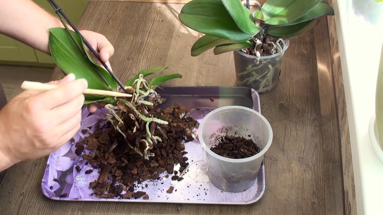 Пересадка цветущей орхидеи в домашних условиях с фото пошагово