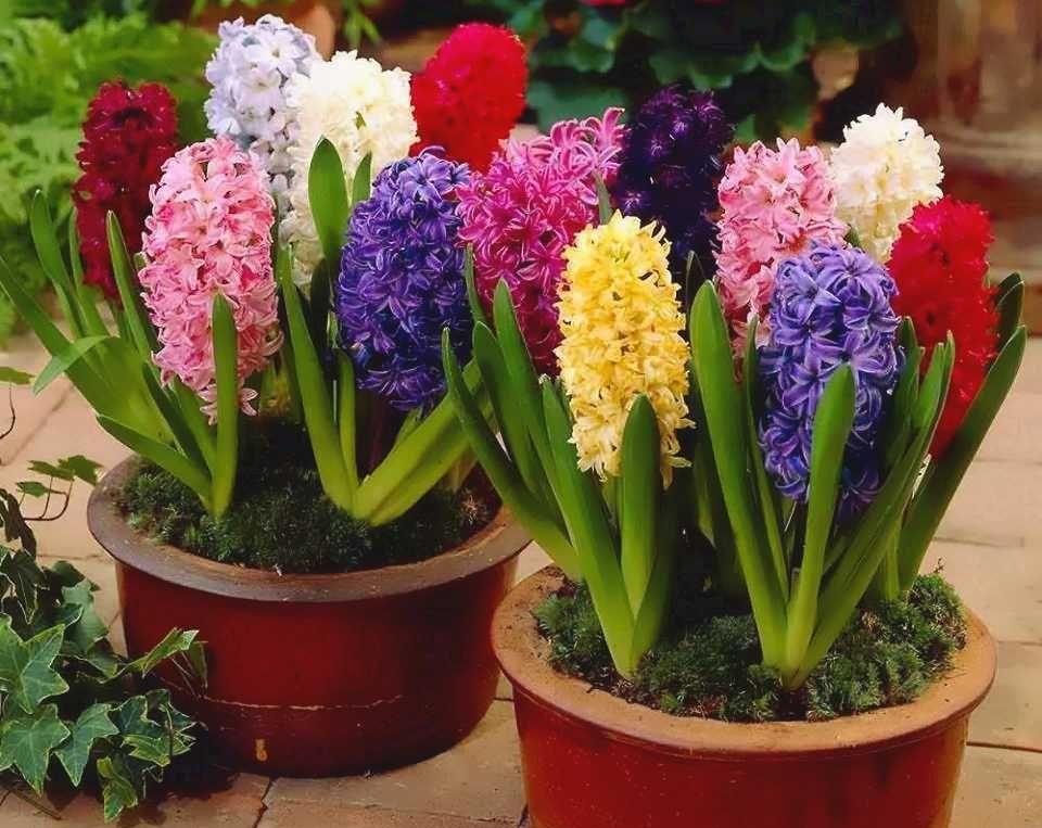 Гиацинт Hyacinthus Mix