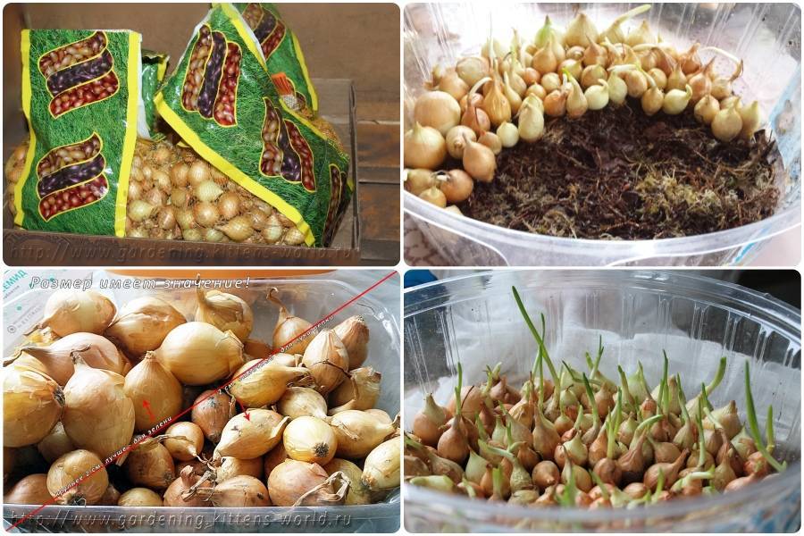 Как правильно хранить лук-севок до весны