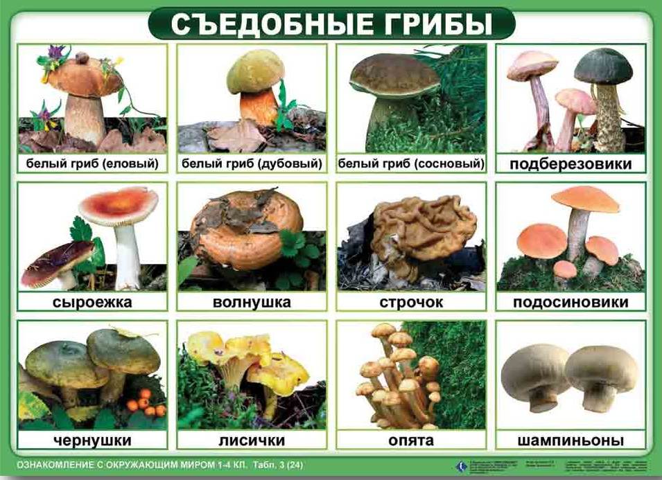 Можно ли есть грибы сырыми