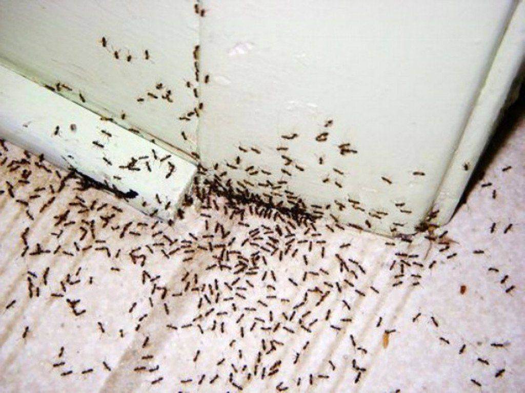 Как вывести муравьев из квартиры в домашних условиях навсегда