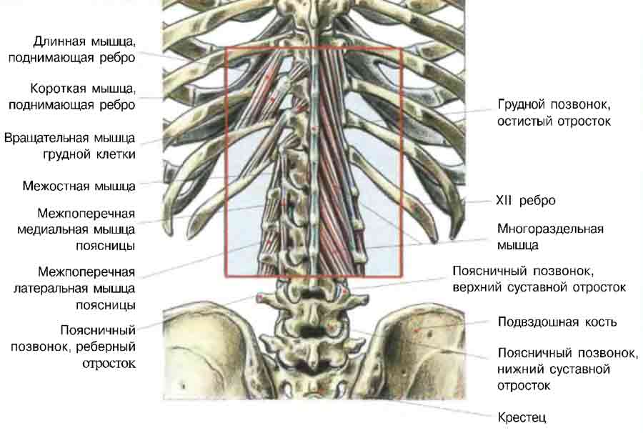 Межостистые и межпоперечные