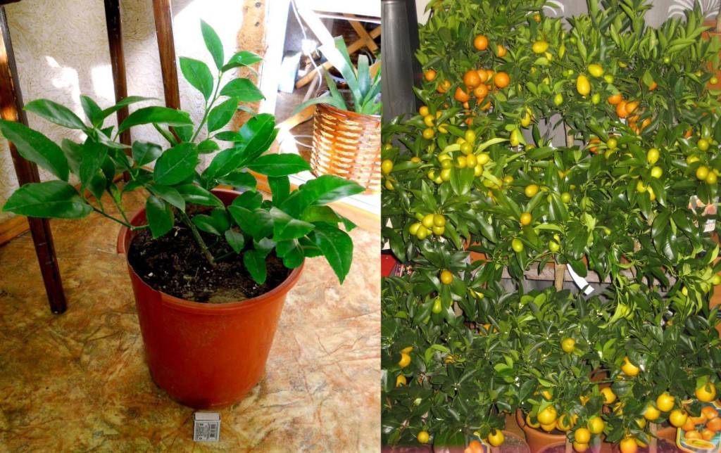 Правила посадки и ухода за лимоном сорта Мейера в домашних условиях, секреты выращивания