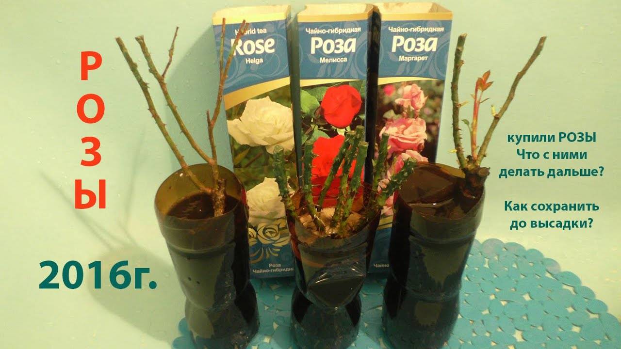 Как правильно посадить розы купленные в магазине в коробке весной в открытый грунт фото пошагово