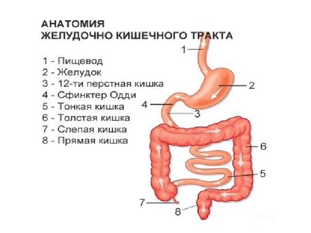 Устройство кишечника человека схема