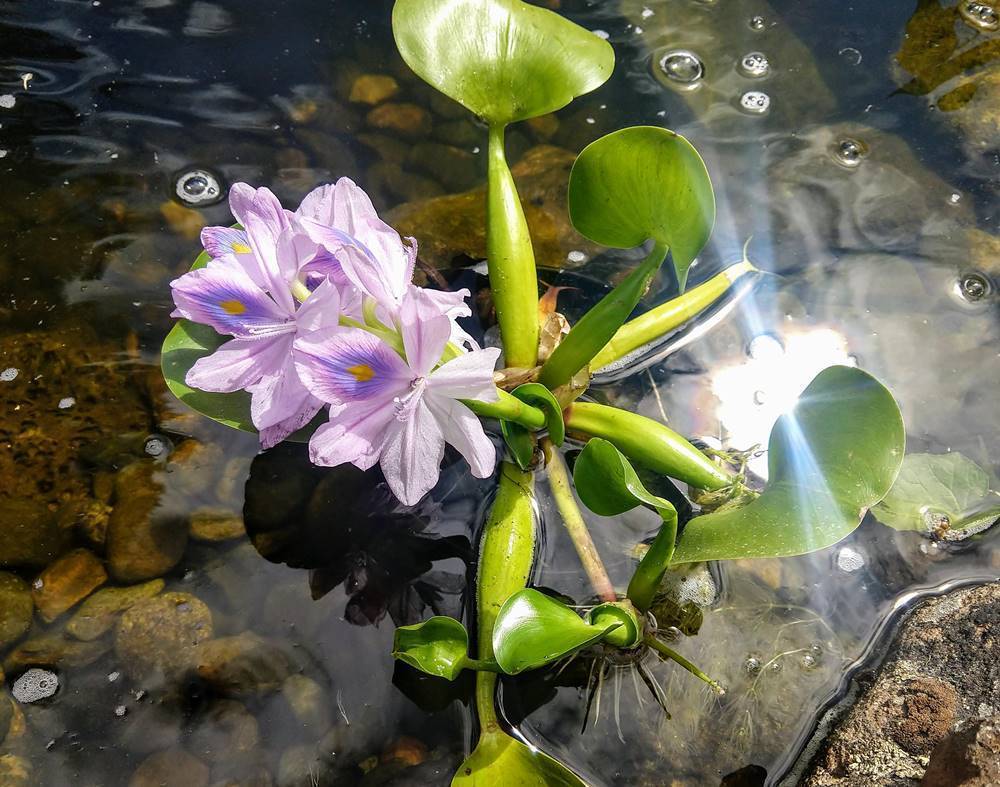 Растения водные фото и описание