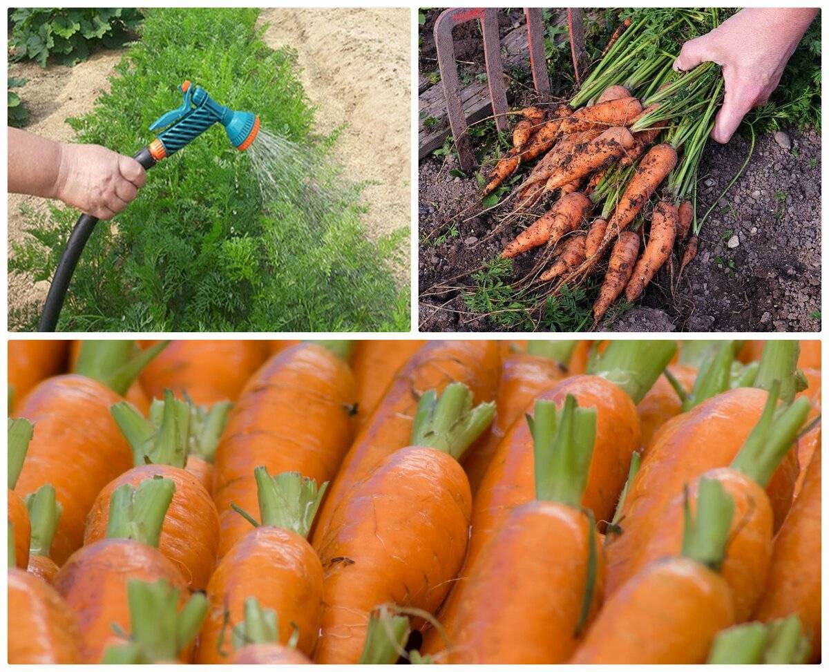 Когда убирать морковь с грядки на хранение в 2020 году: сроки, как хранить